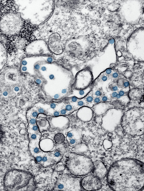 Gamme de compléments alimentaires CosmiQ : produits naturels fonctionnels et innovants pour soutenir la santé cognitive et physiologique.